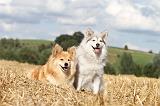 CHIEN FINNOIS DE LAPONIE 078